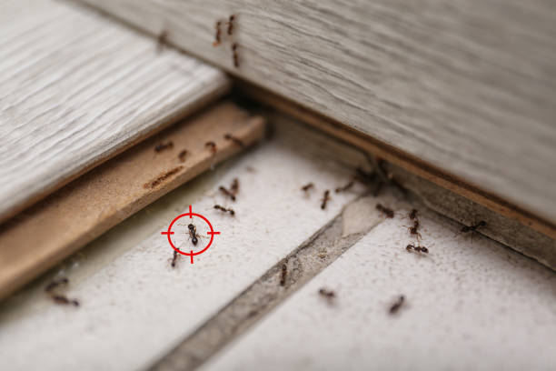 Best Termite Control Services  in Poquonock Bridge, CT